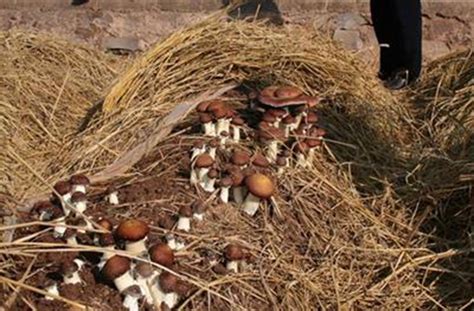 大球盖菇栽培现状