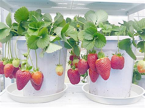 大规模种植草莓是怎么种的