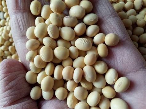 大豆怎样种植才能高产呢