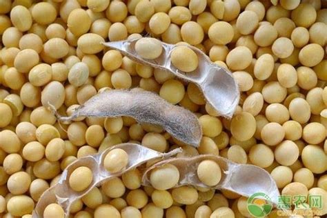 大豆高产栽培技术有哪些