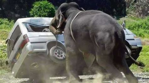 大象发怒追车倒车进沟里就不追了