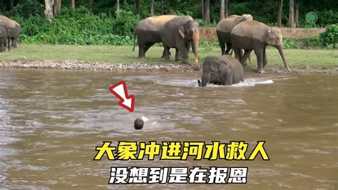 大象掉水池获救