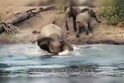 大象被困在水潭里