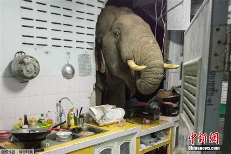 大象闯入居民家中把门打烂