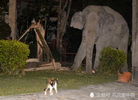 大象闯入村民家里找吃的