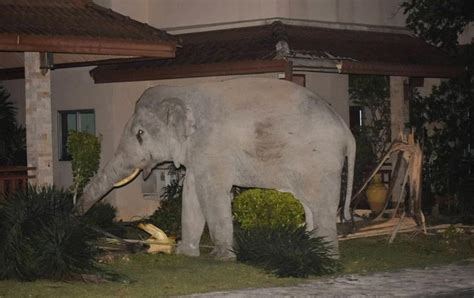 大象闯民宅区域