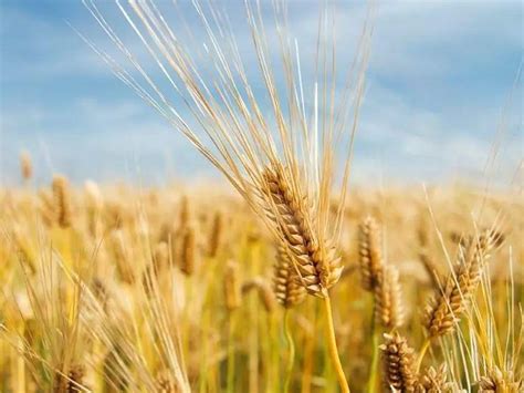 大麦北方能种植吗
