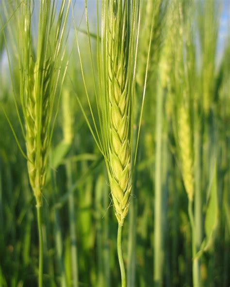 大麦属于什么品种
