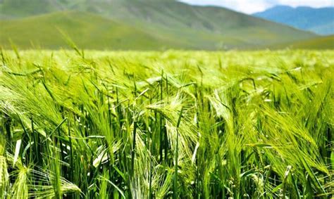 大麦的种植历史