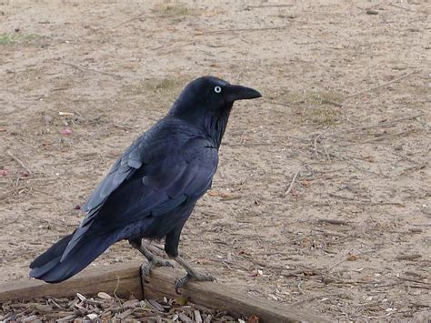 天下乌鸦一般黑是什么生肖动物