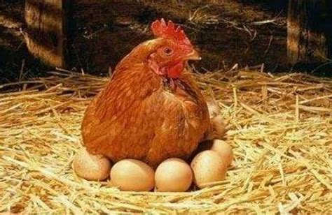 女人梦到自己捡鸡蛋