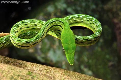 女人梦见绿色的蛇好吗