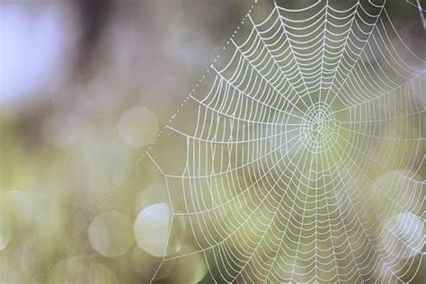 女人梦见蜘蛛网是什么预兆