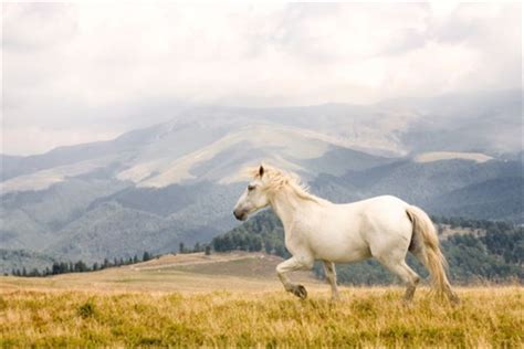 女人梦见骑白马是什么兆头