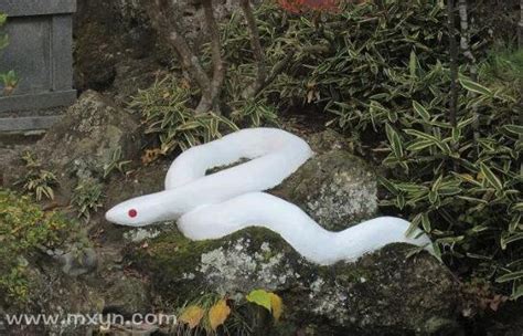 女人梦见黑蛇和白蛇预示着什么