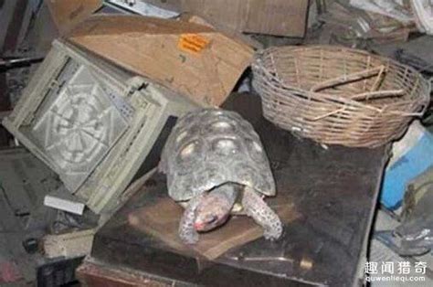 女子仓库发现30年前遗忘的乌龟