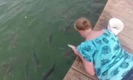 女子喂鱼反被鱼咬