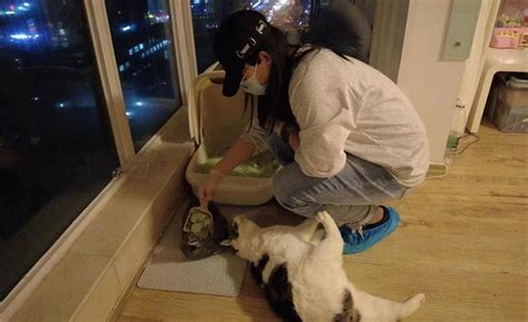 女生帮邻居喂猫