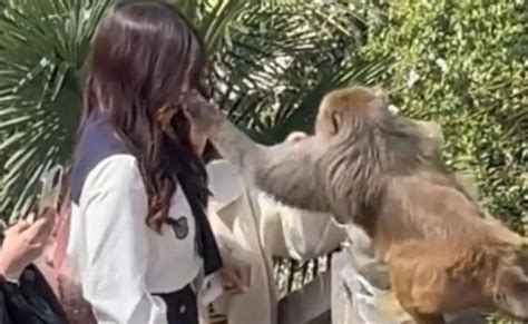 女生给猴子喂食遭猴掌掴
