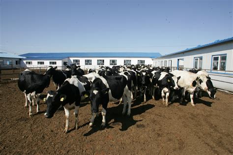 奶牛养殖业怎么记账