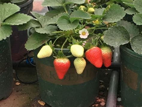 如何辨别草莓苗