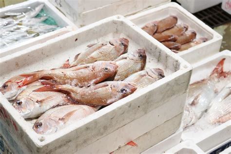 娄底鲜鱼批发市场在什么地方