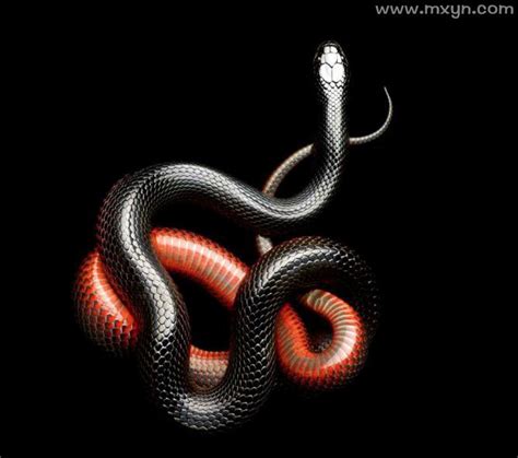 孕妇做梦梦见蛇是什么寓意