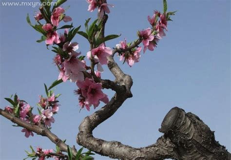 孕妇梦见桃树开花是什么意思