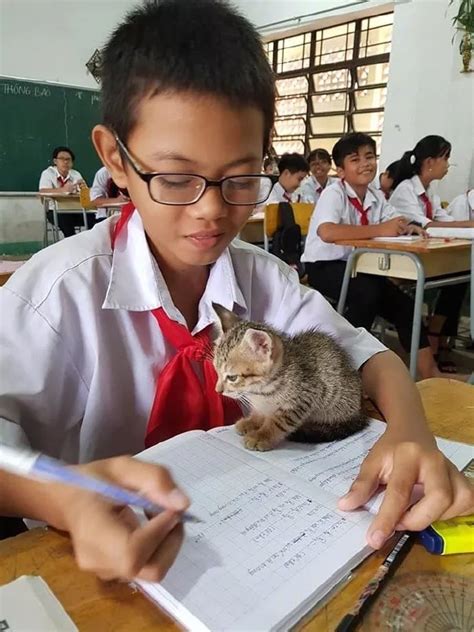 孩子上课把猫带进课堂