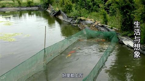 安徽阜阳挖观赏鱼