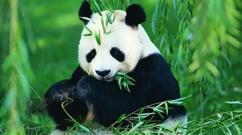 宝新大熊猫死亡原因