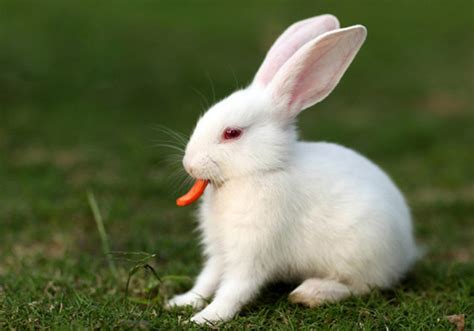 宠物兔取名跟食物有关