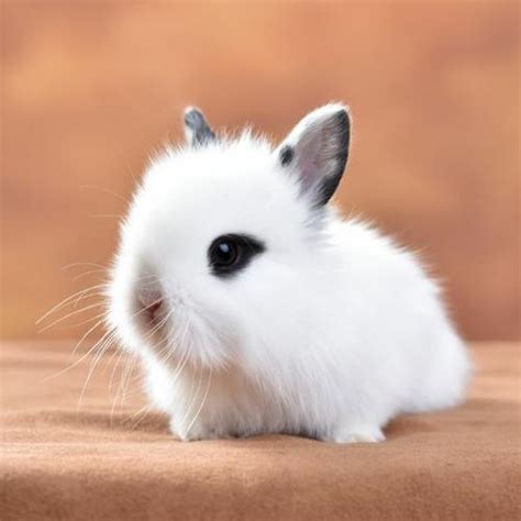 宠物兔名字可爱洋气