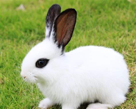 宠物兔子品种大全及介绍