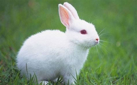 宠物兔应该起什么名字