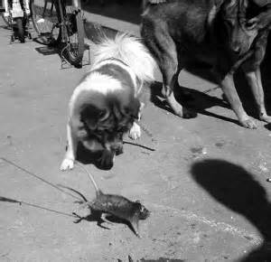 宠物狗被老鼠追