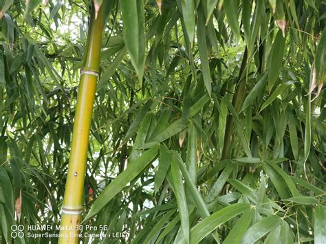 家庭室外可以种竹子吗