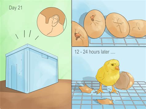 家庭自制小鸡孵化箱