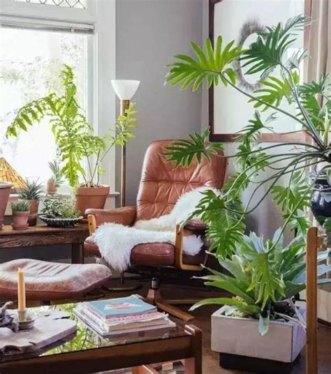 家里客厅适合种什么植物