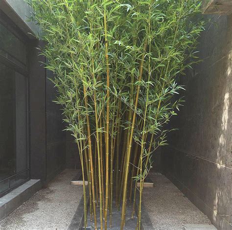 家里种竹子风水学