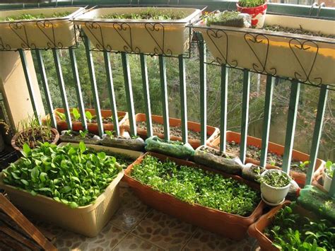 家里阳台可种20种蔬菜