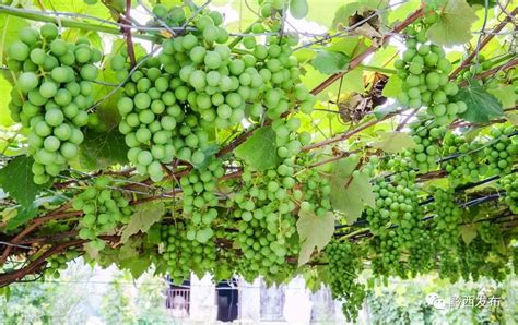家门口能种葡萄吗