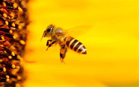 对于蜜蜂知识的收获