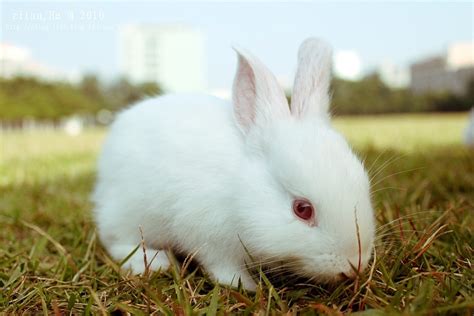 小动物视频小兔子