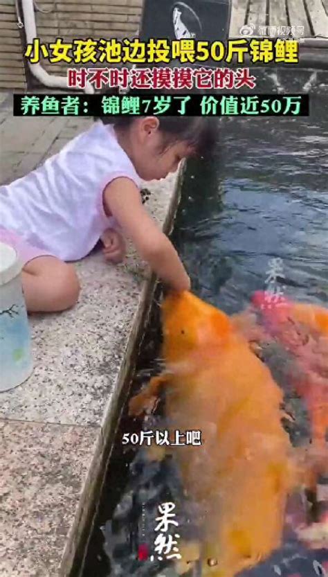 小女孩喂50斤锦鲤
