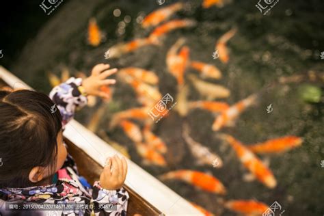 小女孩在鱼池旁边喂锦鲤