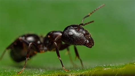 小蚂蚁进户预兆什么