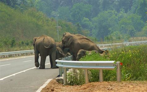 小象被撞后象群攻击汽车