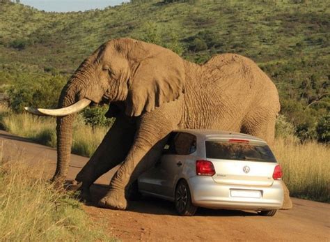 小车误撞小象遭大象围攻