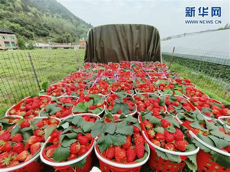 小面积草莓种植